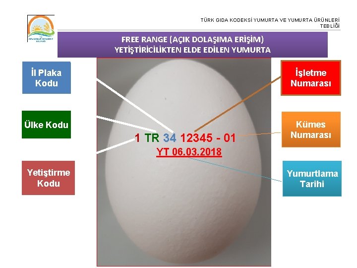 TÜRK GIDA KODEKSİ YUMURTA VE YUMURTA ÜRÜNLERİ TEBLİĞİ FREE RANGE (AÇIK DOLAŞIMA ERİŞİM) YETİŞTİRİCİLİKTEN