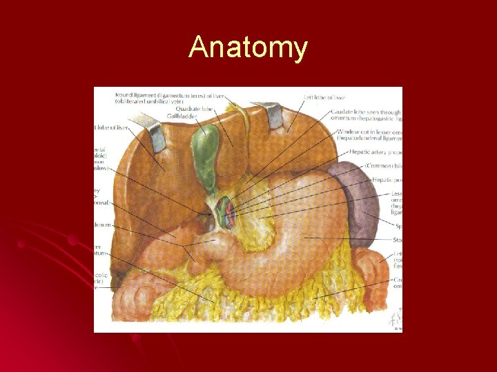 Anatomy 