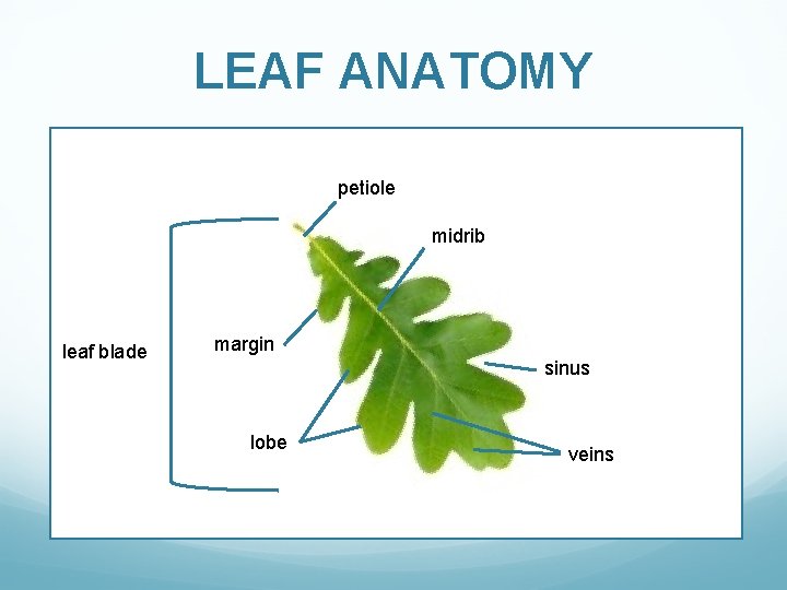 LEAF ANATOMY petiole midrib leaf blade margin sinus lobe veins 