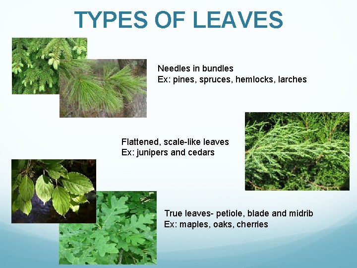 TYPES OF LEAVES Needles in bundles Ex: pines, spruces, hemlocks, larches Flattened, scale-like leaves
