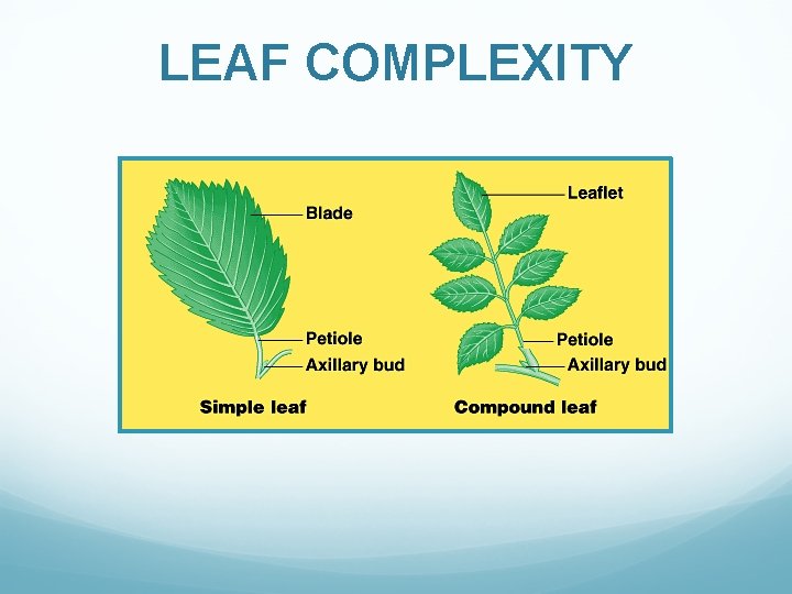 LEAF COMPLEXITY 