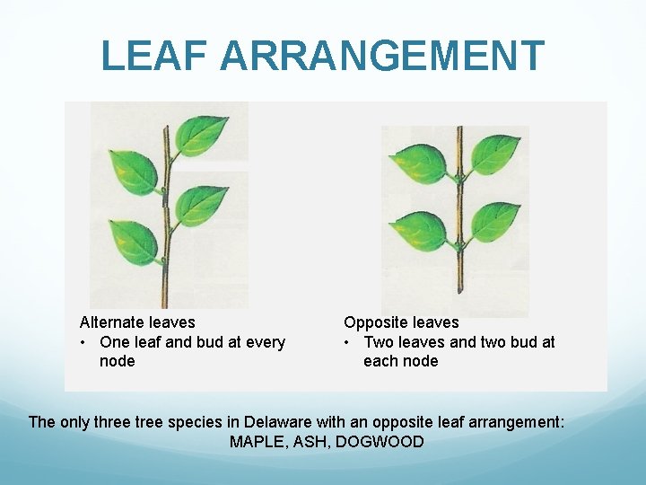 LEAF ARRANGEMENT Alternate leaves • One leaf and bud at every node Opposite leaves