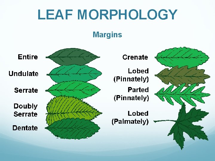 LEAF MORPHOLOGY Margins 