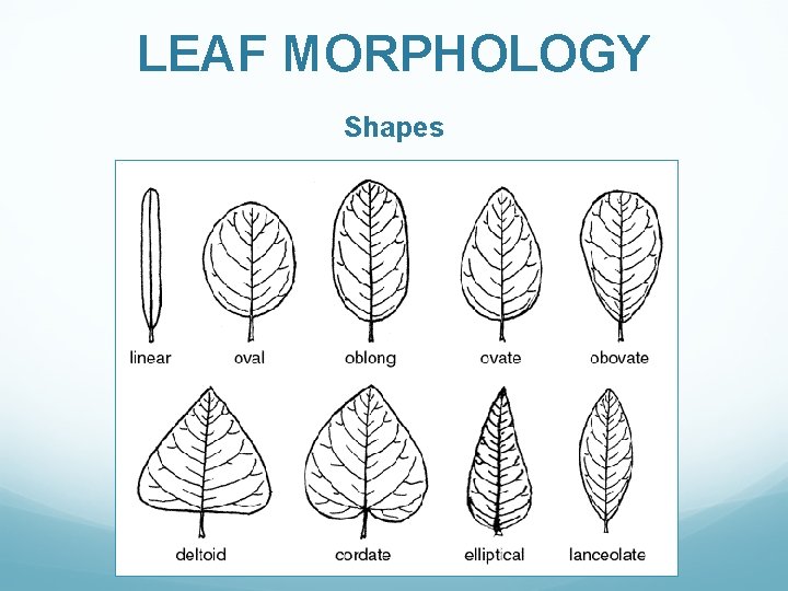LEAF MORPHOLOGY Shapes 