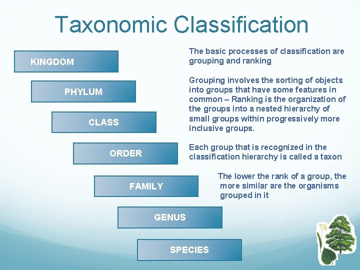 Taxonomic Classification The basic processes of classification are grouping and ranking KINGDOM Grouping involves
