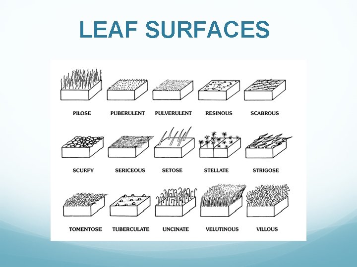 LEAF SURFACES 
