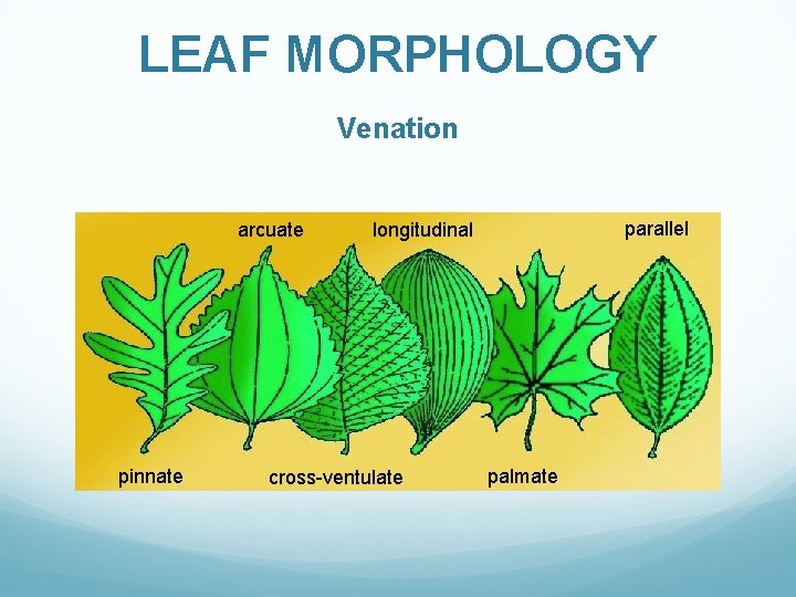 LEAF MORPHOLOGY Venation arcuate pinnate parallel longitudinal cross-ventulate palmate 