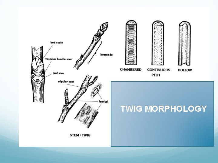 TWIG MORPHOLOGY 