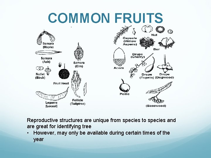 COMMON FRUITS Reproductive structures are unique from species to species and are great for