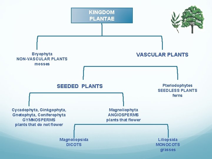 KINGDOM PLANTAE Bryophyta NON-VASCULAR PLANTS mosses VASCULAR PLANTS Pteriodophytes SEEDLESS PLANTS ferns SEEDED PLANTS