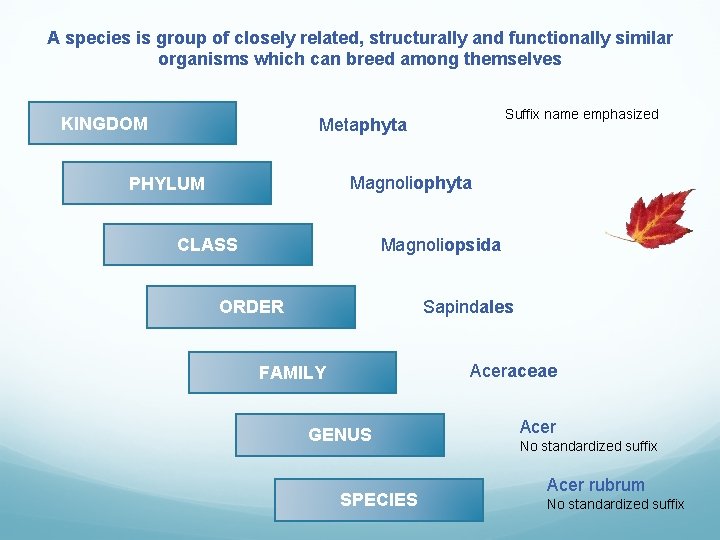 A species is group of closely related, structurally and functionally similar organisms which can