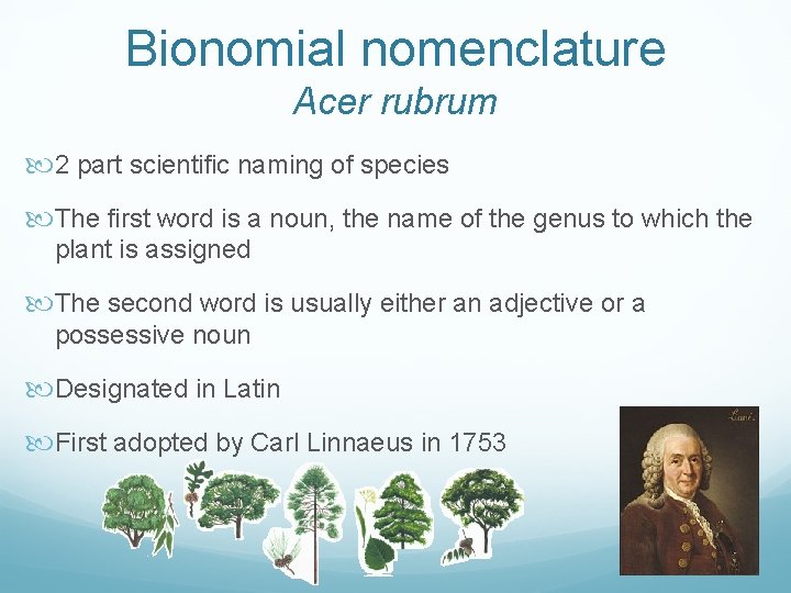 Bionomial nomenclature Acer rubrum 2 part scientific naming of species The first word is