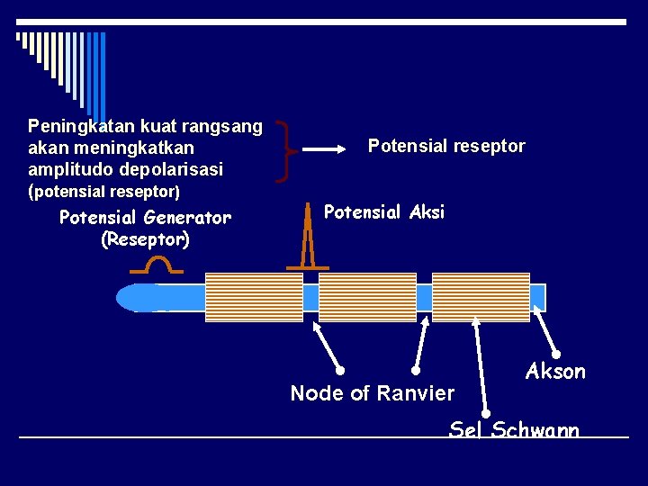 Peningkatan kuat rangsang akan meningkatkan amplitudo depolarisasi (potensial reseptor) Potensial Generator (Reseptor) Potensial reseptor