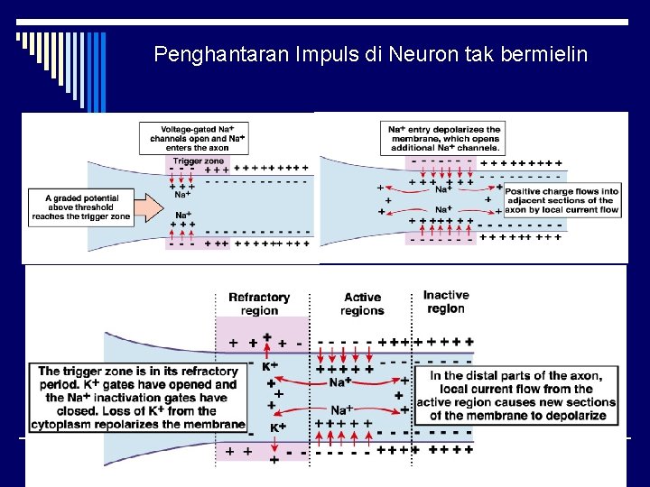 Penghantaran Impuls di Neuron tak bermielin 