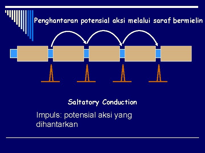 Penghantaran potensial aksi melalui saraf bermielin Saltatory Conduction Impuls: potensial aksi yang dihantarkan 