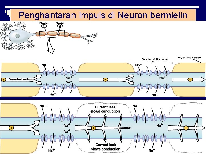 Penghantaran Impuls di Neuron bermielin 