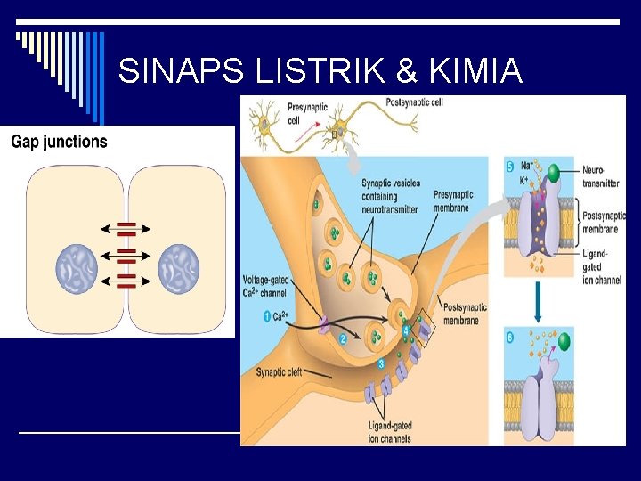 SINAPS LISTRIK & KIMIA 