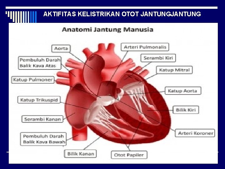 AKTIFITAS KELISTRIKAN OTOT JANTUNG 