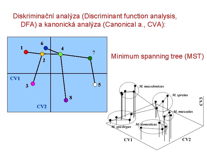 Diskriminační analýza (Discriminant function analysis, DFA) a kanonická analýza (Canonical a. , CVA): 6