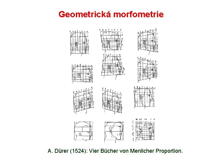 Geometrická morfometrie A. Dürer (1524): Vier Bücher von Menlicher Proportion. 