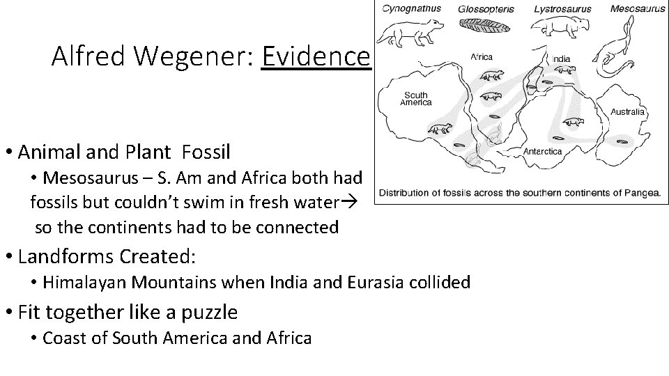 Alfred Wegener: Evidence • Animal and Plant Fossil • Mesosaurus – S. Am and