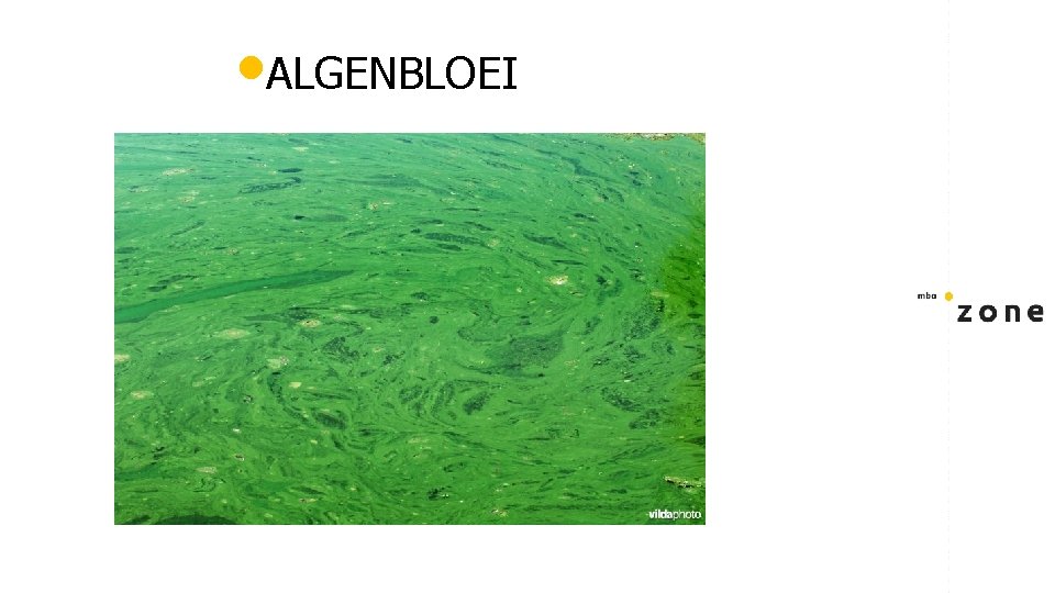  • ALGENBLOEI 