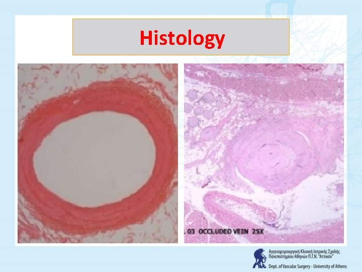 Histology 