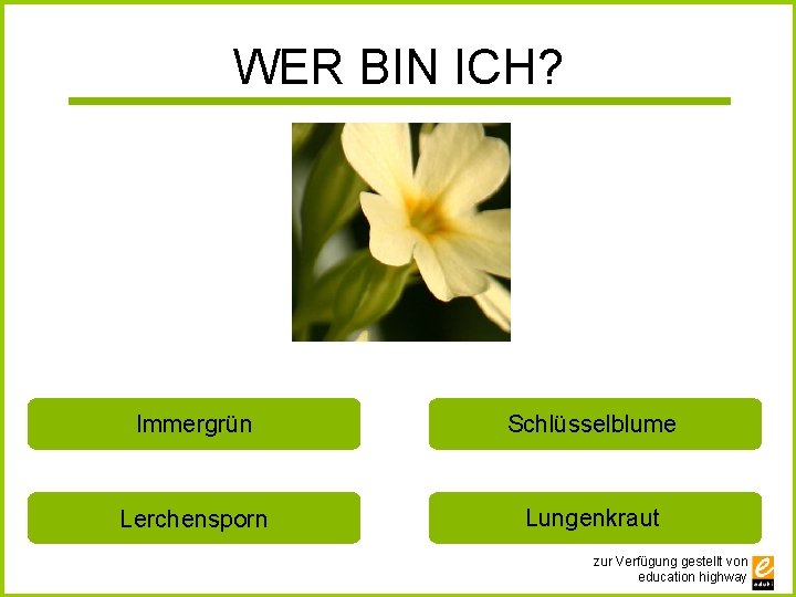 WER BIN ICH? Immergrün Schlüsselblume Lerchensporn Lungenkraut zur Verfügung gestellt von education highway 