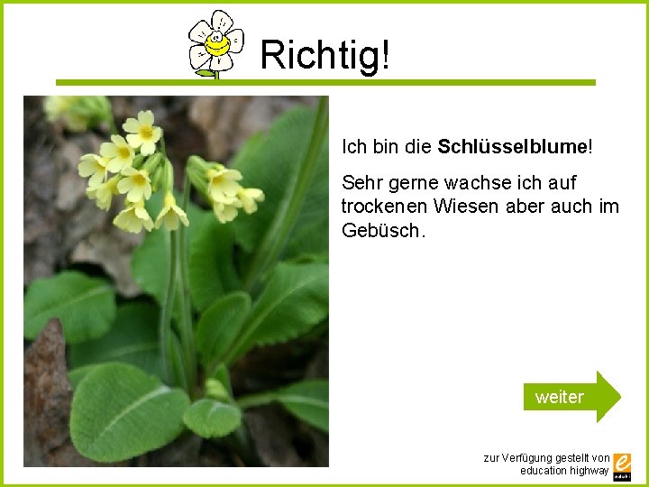 Richtig! Ich bin die Schlüsselblume! Sehr gerne wachse ich auf trockenen Wiesen aber auch