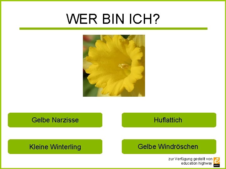 WER BIN ICH? Gelbe Narzisse Huflattich Kleine Winterling Gelbe Windröschen zur Verfügung gestellt von