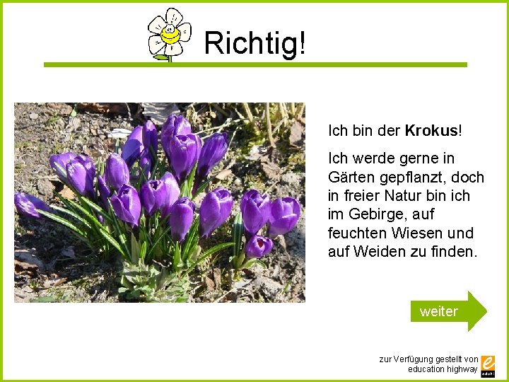 Richtig! Ich bin der Krokus! Ich werde gerne in Gärten gepflanzt, doch in freier