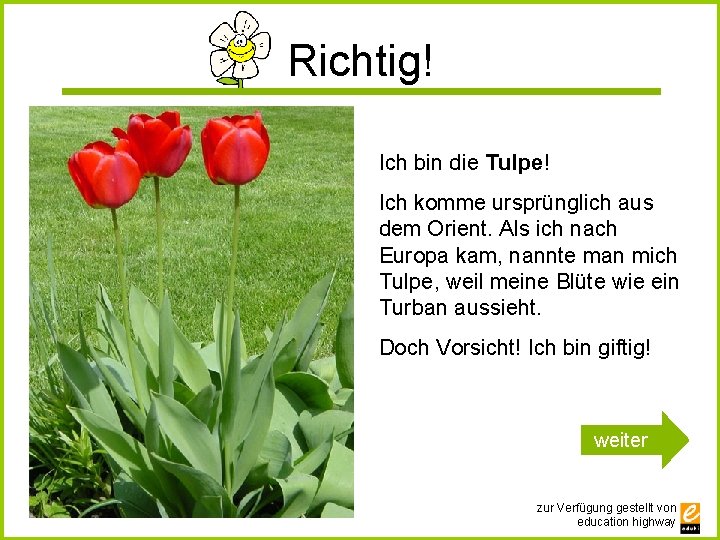 Richtig! Ich bin die Tulpe! Ich komme ursprünglich aus dem Orient. Als ich nach