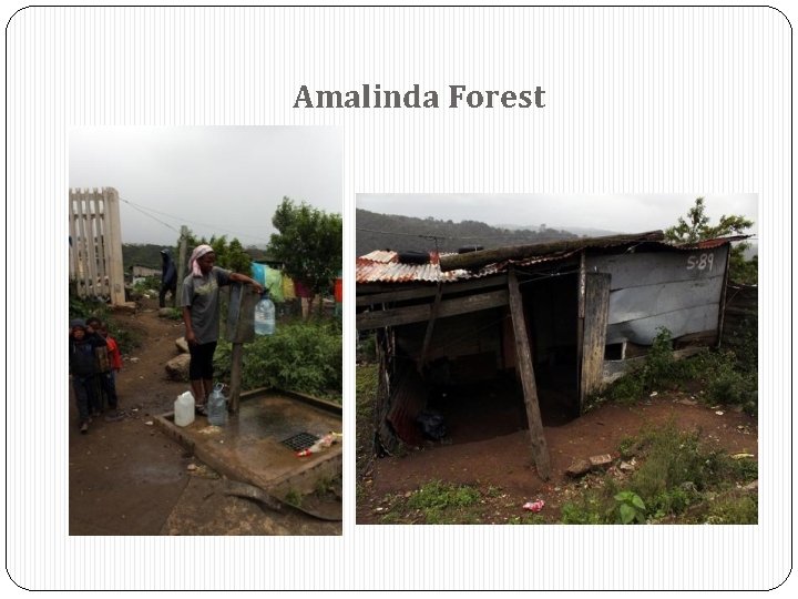 Amalinda Forest 