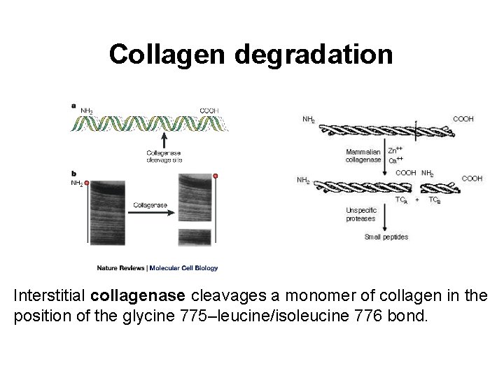 Collagen degradation Interstitial collagenase cleavages a monomer of collagen in the position of the