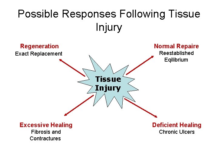 Possible Responses Following Tissue Injury Regeneration Normal Repaire Exact Replacement Reestablished Eqilibrium Tissue Injury Possible Responses Following Tissue Injury Regeneration Normal Repaire Exact Replacement Reestablished Eqilibrium Tissue Injury