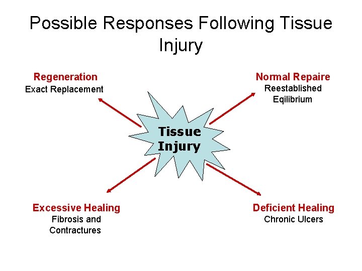 Possible Responses Following Tissue Injury Regeneration Normal Repaire Exact Replacement Reestablished Eqilibrium Tissue Injury