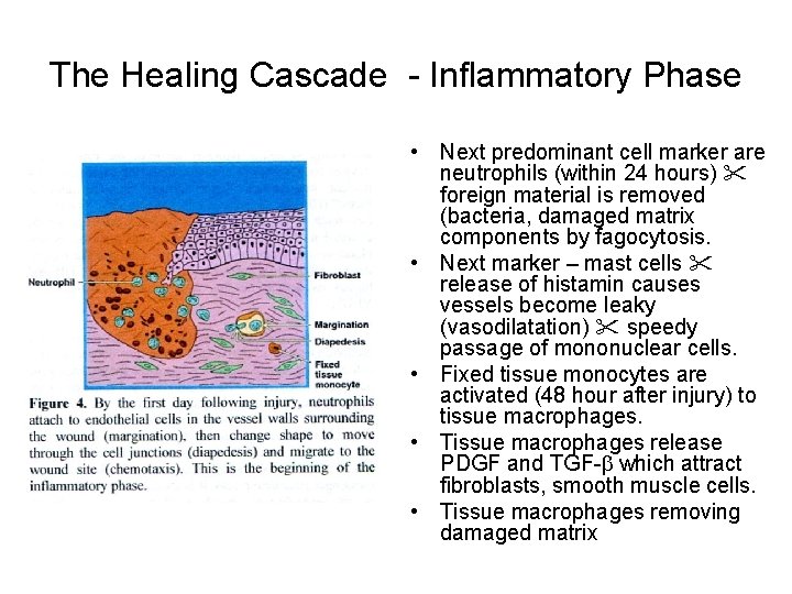 The Healing Cascade - Inflammatory Phase • Next predominant cell marker are neutrophils (within