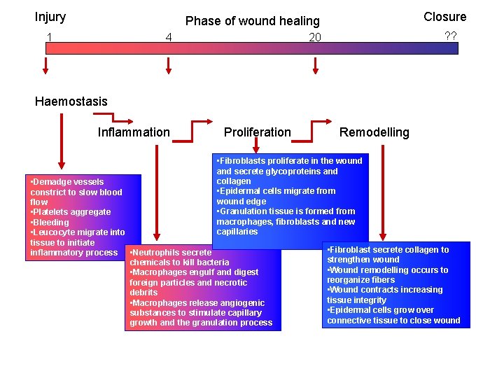 Injury Closure Phase of wound healing 1 4 ? ? 20 Haemostasis Inflammation Proliferation