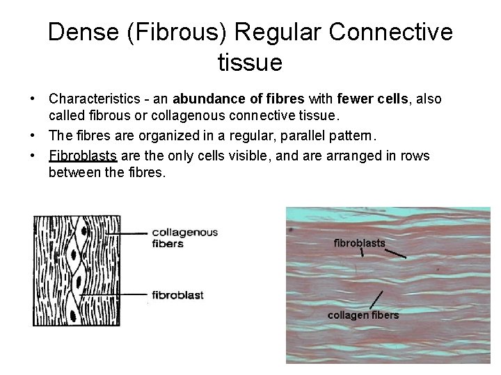 Dense (Fibrous) Regular Connective tissue • Characteristics - an abundance of fibres with fewer Dense (Fibrous) Regular Connective tissue • Characteristics - an abundance of fibres with fewer