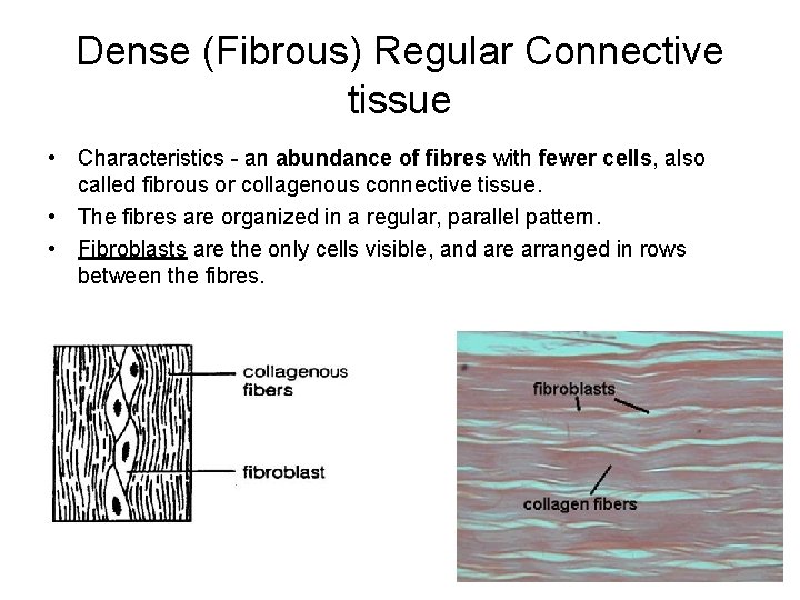 Dense (Fibrous) Regular Connective tissue • Characteristics - an abundance of fibres with fewer