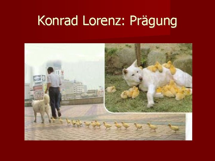 Konrad Lorenz: Prägung 