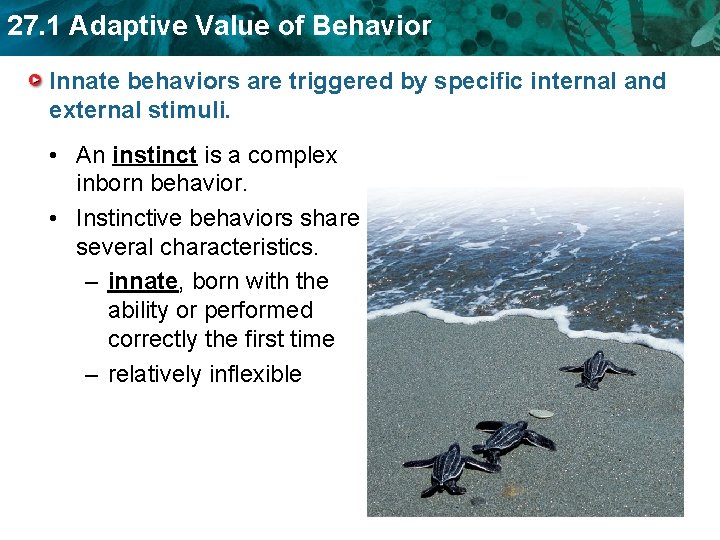 27. 1 Adaptive Value of Behavior Innate behaviors are triggered by specific internal and