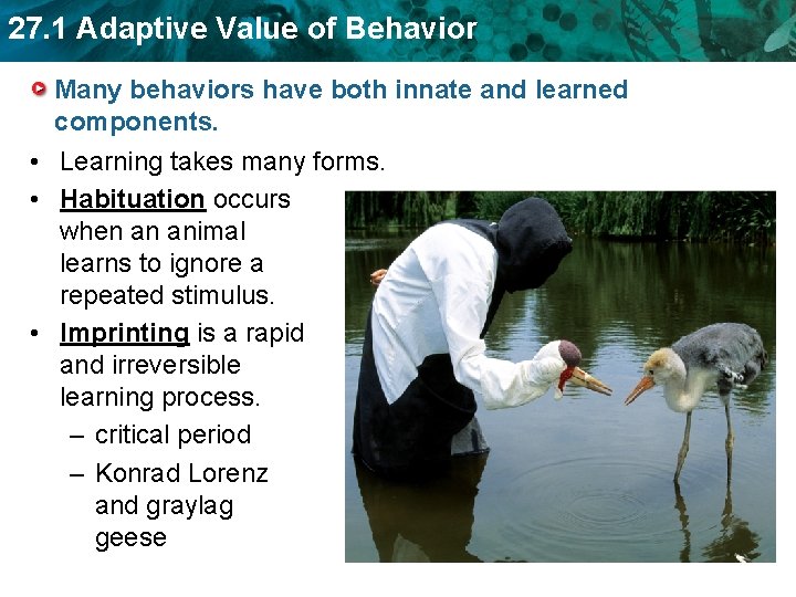 27. 1 Adaptive Value of Behavior Many behaviors have both innate and learned components.