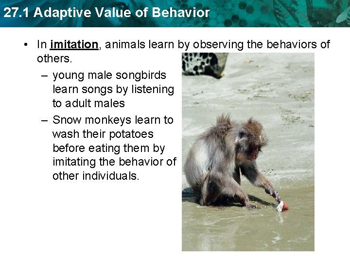 27. 1 Adaptive Value of Behavior • In imitation, animals learn by observing the