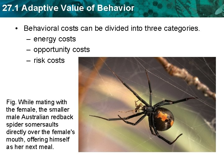 27. 1 Adaptive Value of Behavior • Behavioral costs can be divided into three