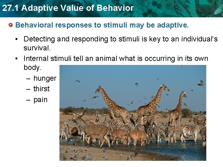 27. 1 Adaptive Value of Behavioral responses to stimuli may be adaptive. • Detecting