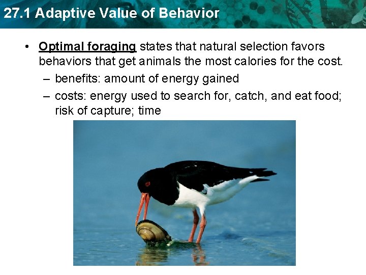 27. 1 Adaptive Value of Behavior • Optimal foraging states that natural selection favors