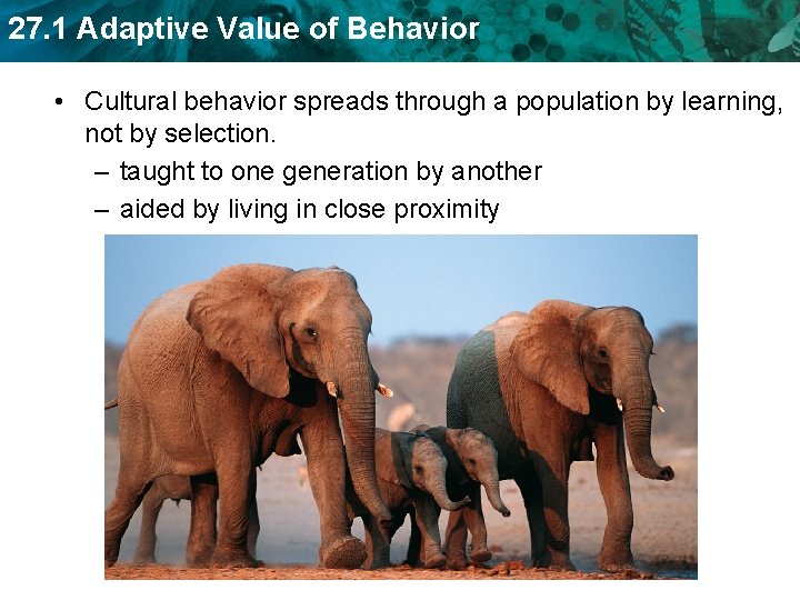 27. 1 Adaptive Value of Behavior • Cultural behavior spreads through a population by