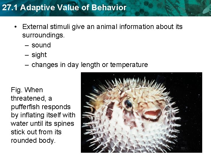27. 1 Adaptive Value of Behavior • External stimuli give an animal information about