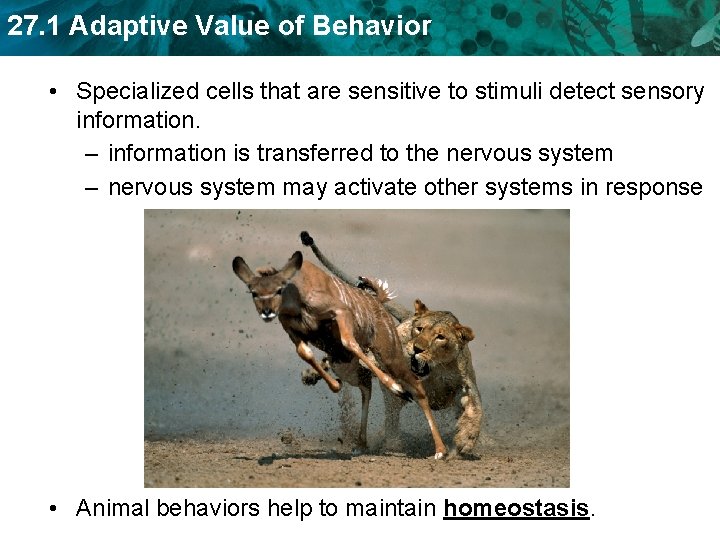 27. 1 Adaptive Value of Behavior • Specialized cells that are sensitive to stimuli